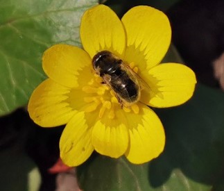 Exemple photographie mobile